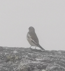 Plectrophenax nivalis