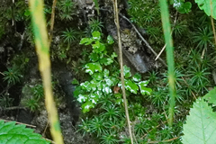 Cryptogramma stelleri