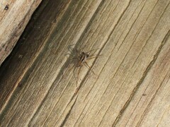 Pardosa crassipalpis