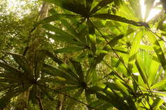 Licuala longicalycata