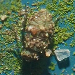 Psocidae