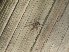 Pardosa crassipalpis