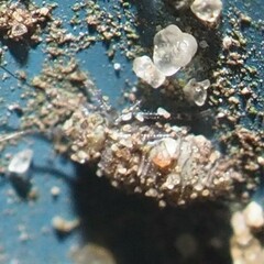 Psocidae