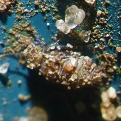 Psocidae