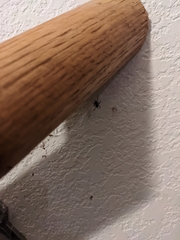 Arthropoda
