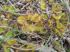 Drosera aberrans