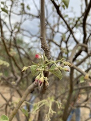 Jatropha cinerea