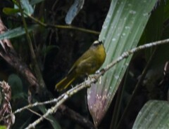 Thlypopsis superciliaris