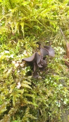 Ionomidotis irregularis