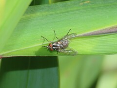 Stomoxys calcitrans