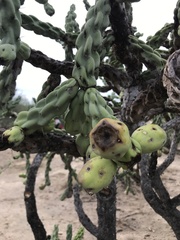 Cylindropuntia