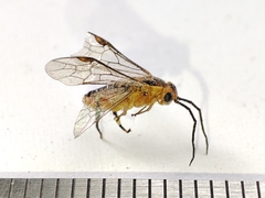 Hymenoptera