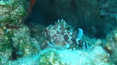 Scorpaena maderensis
