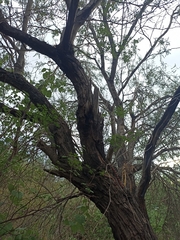 Prosopis juliflora