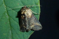 Abrostola triplasia