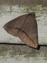 Argyrostrotis flavistriaria