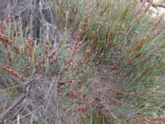 Allocasuarina