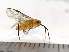 Hymenoptera