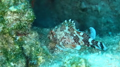 Scorpaena maderensis