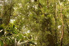 Freycinetia angustifolia