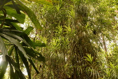 Freycinetia angustifolia