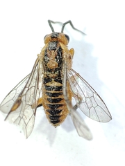 Hymenoptera
