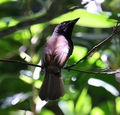 Terpsiphone atrocaudata