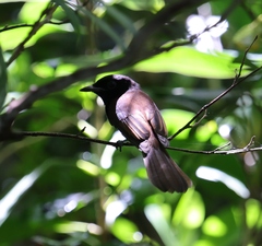 Terpsiphone atrocaudata