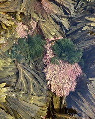 Cladophora rupestris