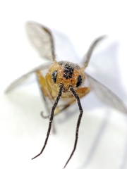 Hymenoptera