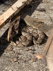 Agkistrodon contortrix