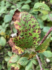Phragmidium violaceum