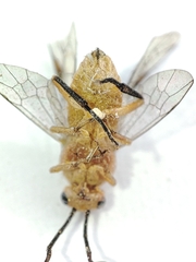Hymenoptera