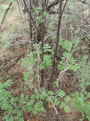 Erythrostemon pannosus