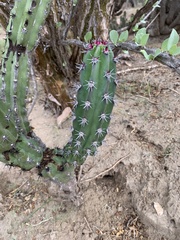 Stenocereus gummosus