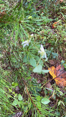 Amphicarpaea bracteata