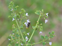 Megachilinae