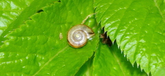 Gastropoda