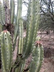 Lophocereus schottii