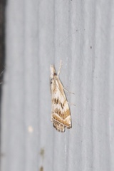 Catoptria oregonicus