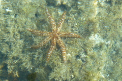 Coscinasterias tenuispina