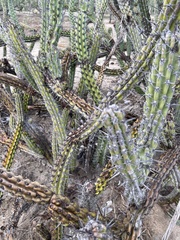 Stenocereus gummosus