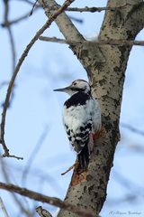 Dendrocopos leucotos