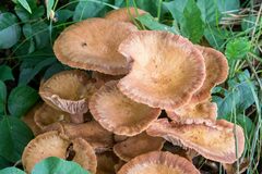 Desarmillaria