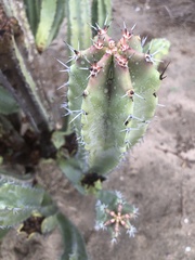 Lophocereus schottii