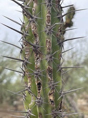 Stenocereus gummosus