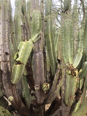 Lophocereus schottii