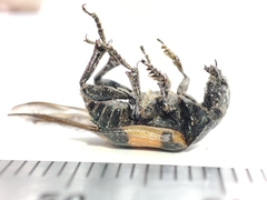 Nicrophorus vespilloides