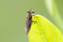 Holcocephala