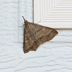 Renia discoloralis